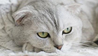 竞价看龙头 吉视传媒高开9.79%